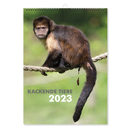 print lab Tiere Kalender 2023 Wandkalender Din A4, Lustige Geschenke für Männer