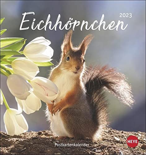 Eichhörnchen Postkartenkalender 2023 - Tierkalender mit perforierten Postkarten - zum Aufstellen und Aufhängen - mit Monatskalendarium - 16 x 17 cm