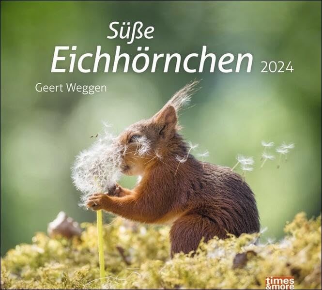 Eichhörnchen Bildkalender 2024. Die niedlichen Waldbewohner in einem dekorativen Wandkalender, fotografiert von Geert Weggen. Tier-Kalender.