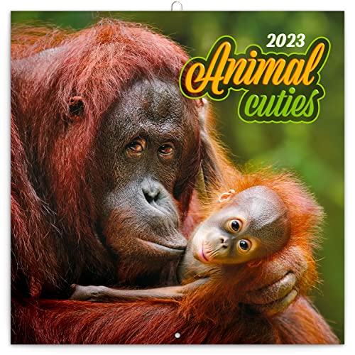 Wandkalender Animal Cuties 2023 Kalender, Broschürenkalender mit Monatskalendarium, Broschurkalender Tierkalender 30 x 30 cm (30x60 Geöffnet)