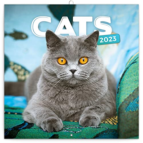 Katzen Wandkalender 2023 Kalender, Broschürenkalender mit Monatskalendarium, Broschurkalender Tierkalender 30 x 30 cm (30x60 Geöffnet)