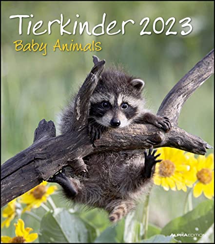 Tierkinder 2023 - Wand-Kalender - 30x34: Baby Animals