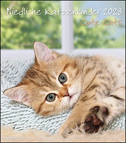 Niedliche Katzenkinder 2023 - Wand-Kalender - Tier-Kalender - 30x34: Cute Cats