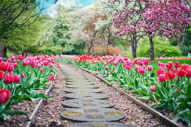 Garten mit Tulpen und einem Steinweg