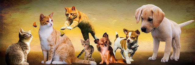 Kleine Katzen und Hunde Tierkalender 2023